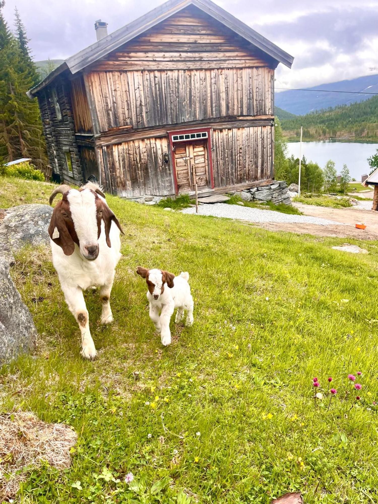 Reinheimen Lodge Skjåk Exterior foto